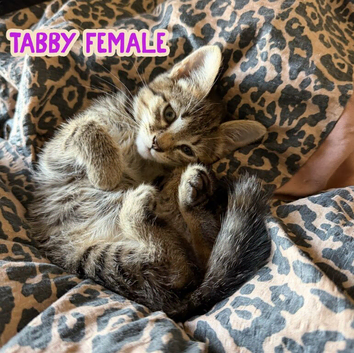 Long Haired and Short Haired Kittens Available Now