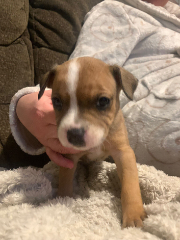 8 lovey puppies looking for there loveing homes