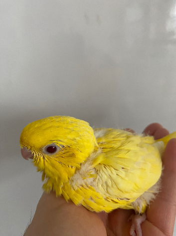 Price reduced tame baby Linnie