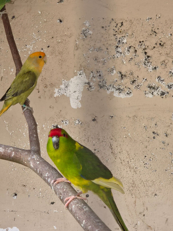 Male kakariki