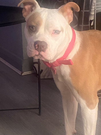 6 month old American bull dog