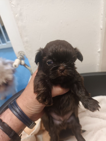 1 imperial shih tzu boy pup
