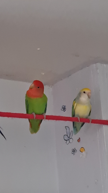 Parrot and small animal rescue