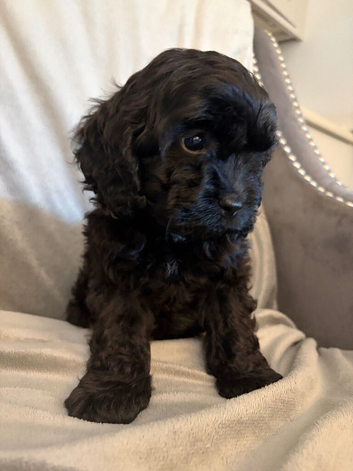 F1 cockapoo 3 black boys