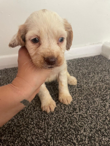 Beautiful Cocker spaniel puppies