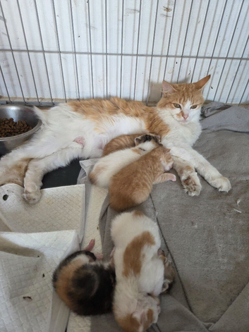 Mixed breed