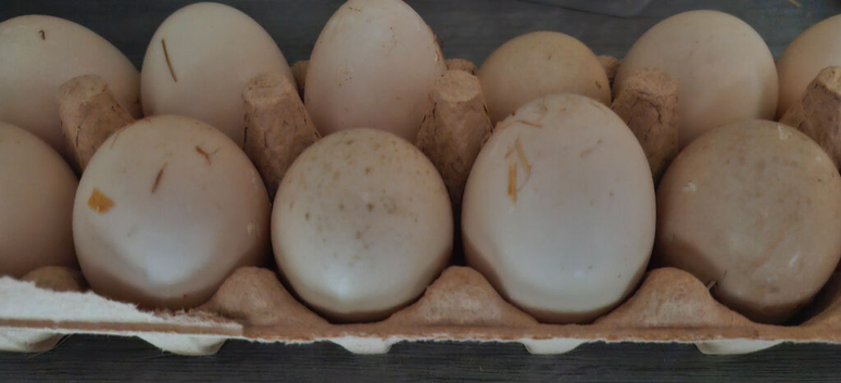Muscovy Duck Eggs For hatching or Eating