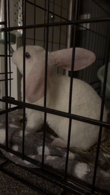 female bunny