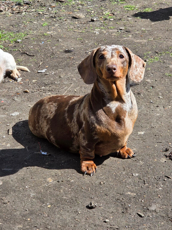 4 miniature dachshunds Boys