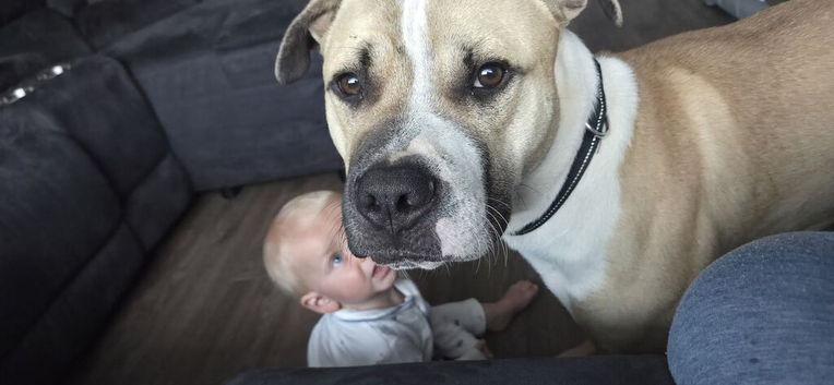 Mastiff X Boxer
