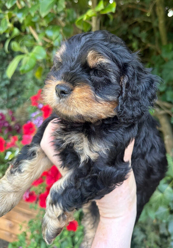 Cottage Cavapoo puppies 5* Council reg&rsquo;d