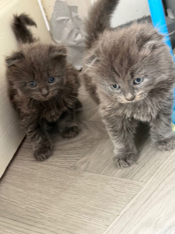 Very fluffy kitten