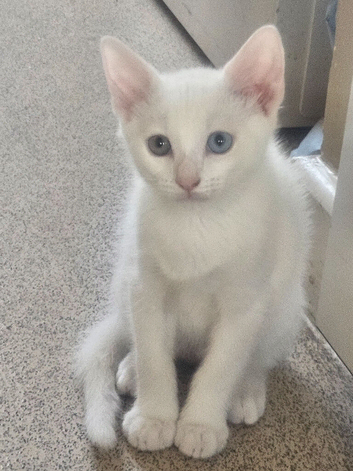Pure white male turkish a gora ready to be rehomed