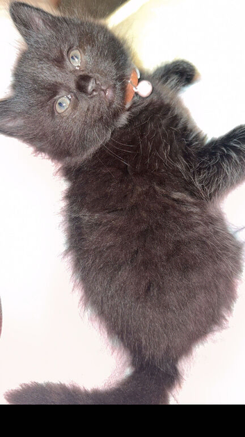 Two bonded kitten to be rehomed in barrow