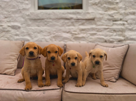 Gorgeous Labrador puppies 4 boys left