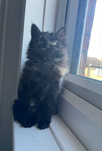 Black Ragdoll