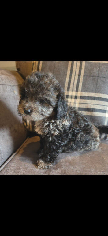 5 beautiful shihpoo babys looking for there forever homes ready to leave now