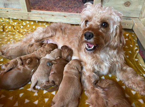 Cavacockapoo puppies for sale (2 left!)