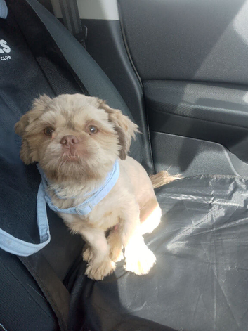 Beautiful male puppy