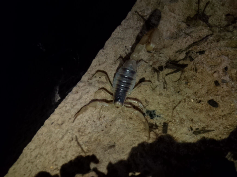 Desert hairy scorpion and set up