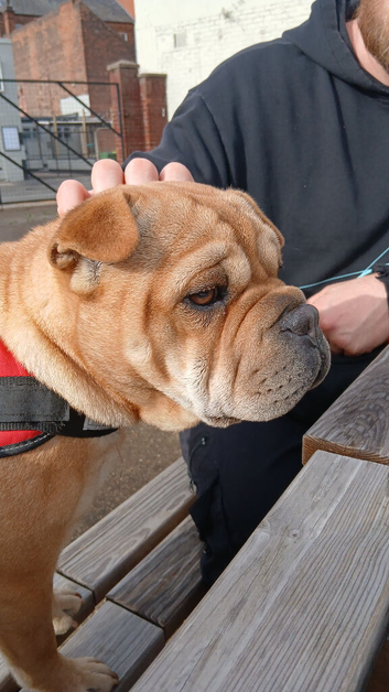 Frenchie pei french bulldog cross sharpei