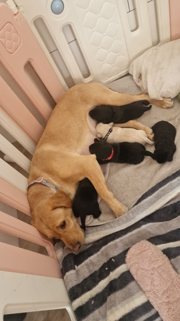 Labrador pups for sale