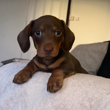 miniature dachshund