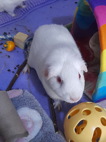 2 female guinea pigs and full cage set up &pound;30