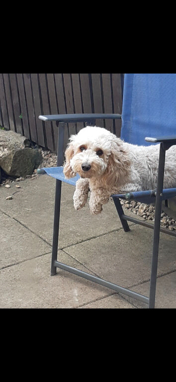 F1 cockapoo