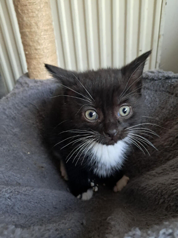 Beautiful kittens Ready for New Homes