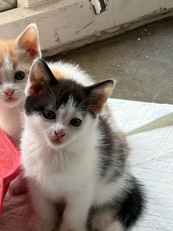 Beautiful part Turkish van kittens