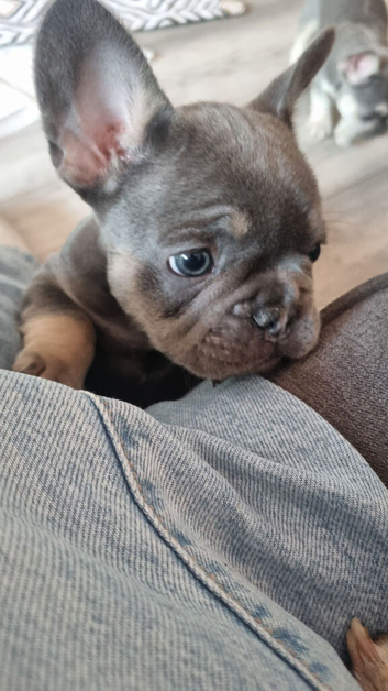 Last Two KC registered Frenchies