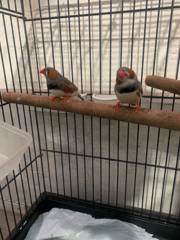 male finches