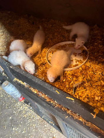 ferrets for sale