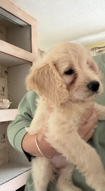2 F1 Cockapoo puppies still looking for their forever homes