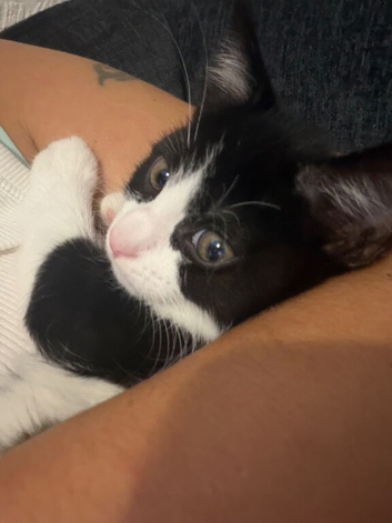 8 week old kittens ready now