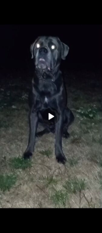Beautiful friendly blue cane corso