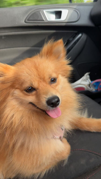 2.5 yr old female pomeranian