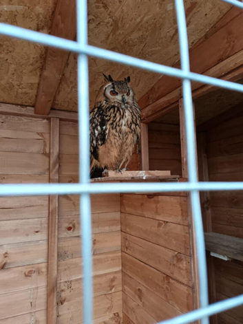 Breeding Pair of Bengal Owls