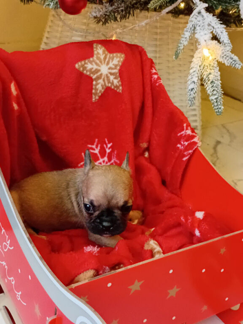 adorable french bulldogs