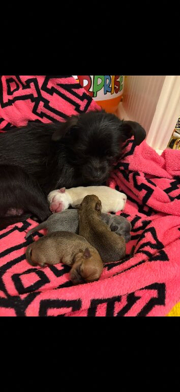 Chihuahua puppies for sale
