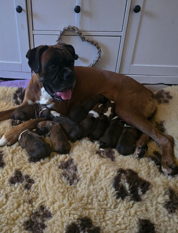 Boxer pups
