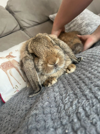 Two German lop does