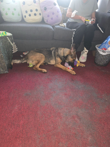 7 month old belgum malinois