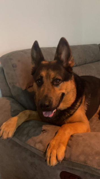 German Shepard rehome