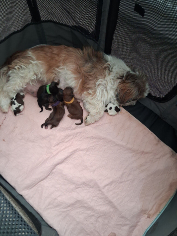 New born kc shih tzu