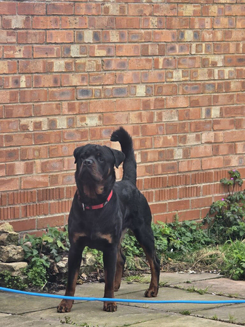 Rottweiler