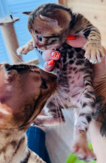 TICA Reg Bengal Kittens
