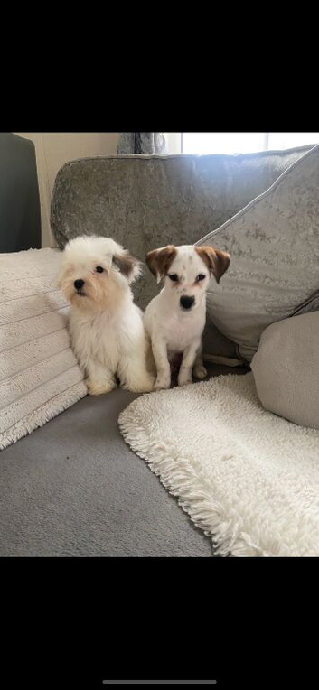 Jack Russell