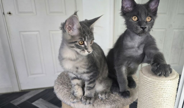 Maine coon kittens